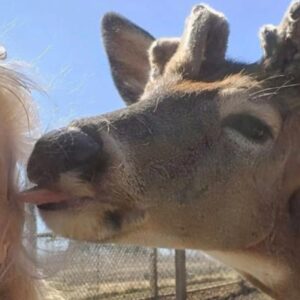 Lee más sobre el artículo ¡Una pérdida dolorosa! Activista Jodi Proger muere por ataque de venado rescatado